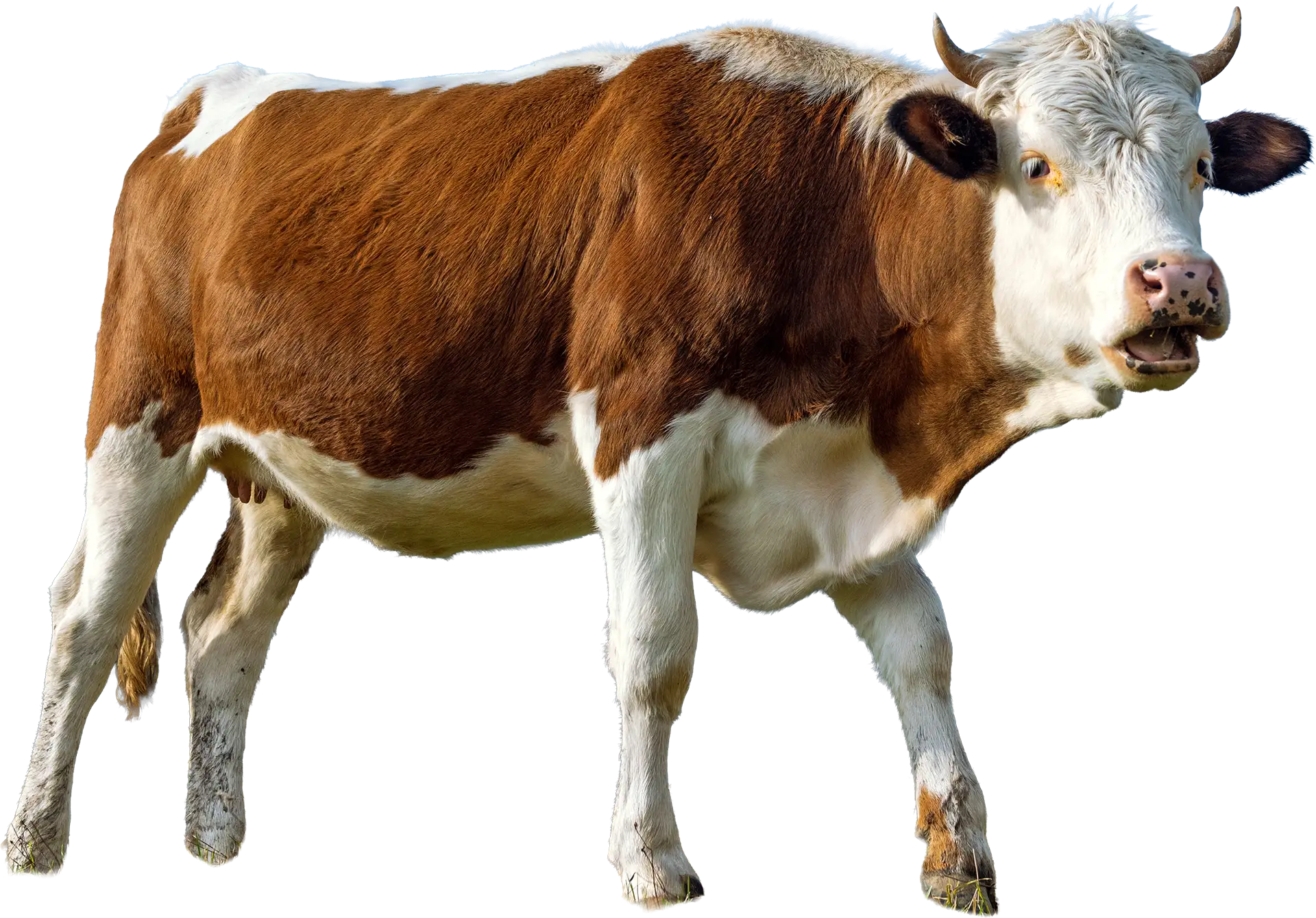 mucca-s1-home.webp